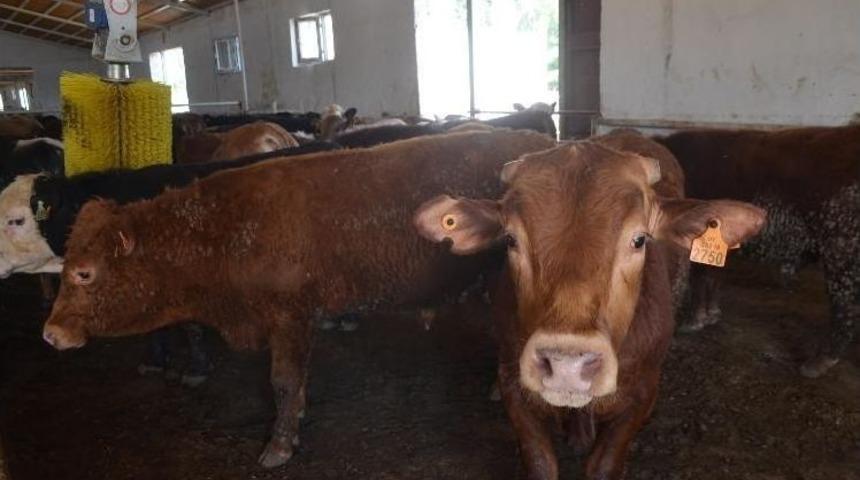 Iğdır&rsquo;da Kurban Bayramı &Ouml;ncesi Denetimler Arttı