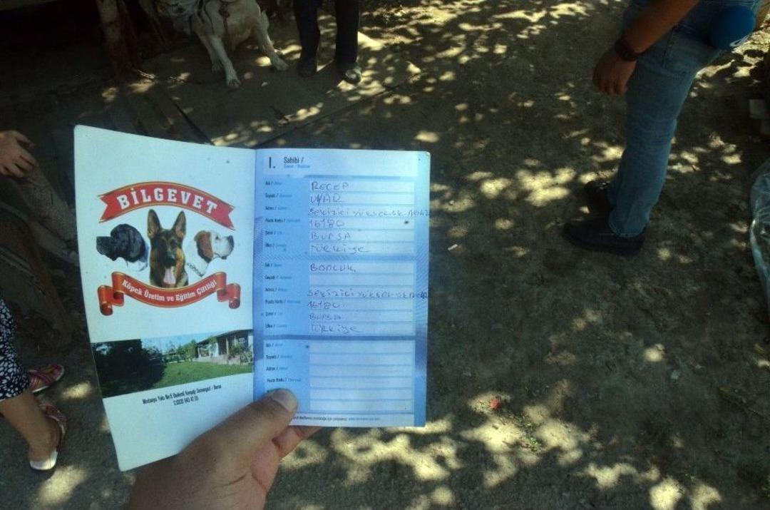 K&ouml;peği &Ccedil;elik İple Astılar