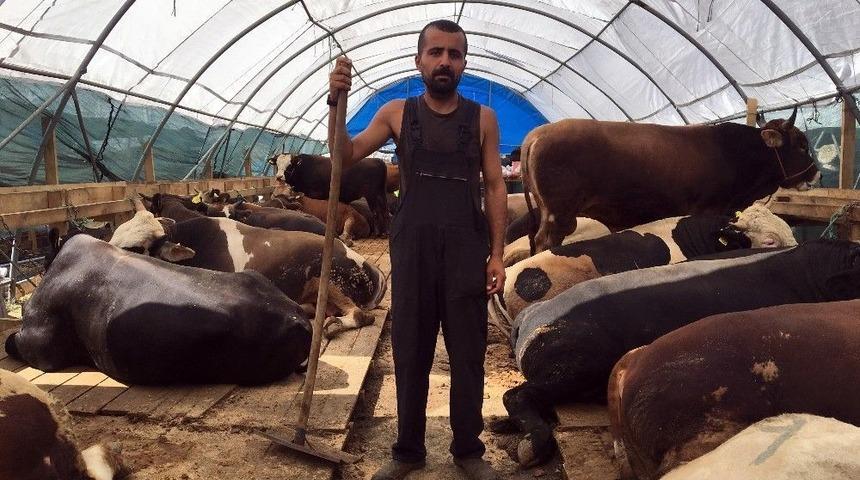 (&ouml;zel Haber) Atanamayan Edebiyat &Ouml;ğretmeni Kurbanlık Satıyor