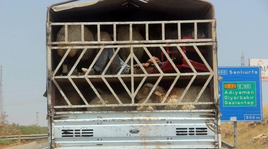 (&ouml;ze Haber) Kamyonette Koyun Koyuna Yolculuk