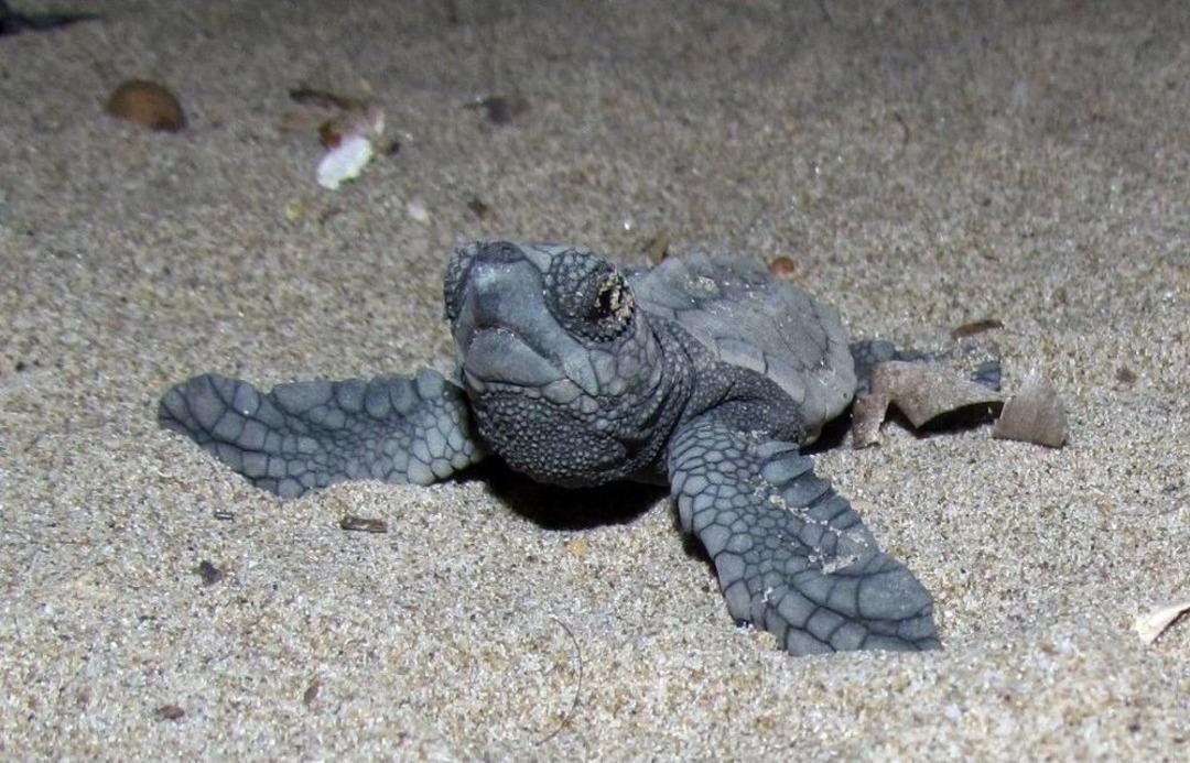 Kuşadası&rsquo;nda 34 Yavru Caretta Caretta Denizle Buluştu