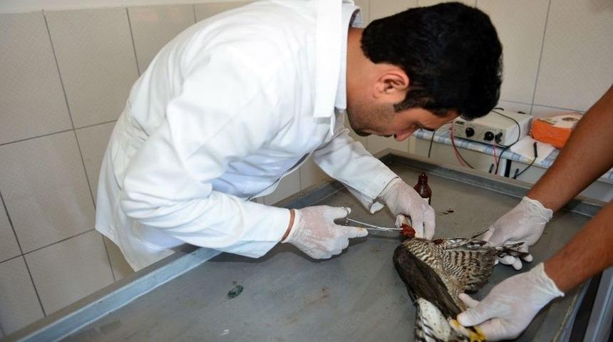 Av T&uuml;feğiyle Vurulan Yaralı Atmaca Tedavi Edildi