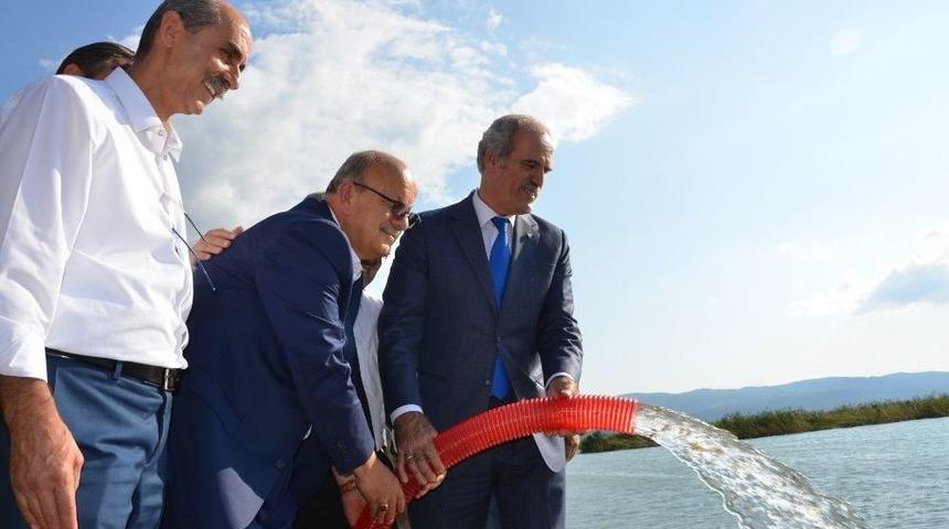 200 Bin Yavru Sazan İznik G&ouml;l&uuml; İle Buluştu