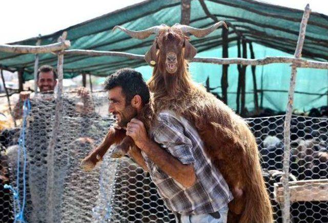 Kurbanlık Fiyatı Cep Yakıyor