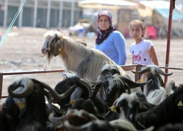 Kurbanlık Fiyatı Cep Yakıyor