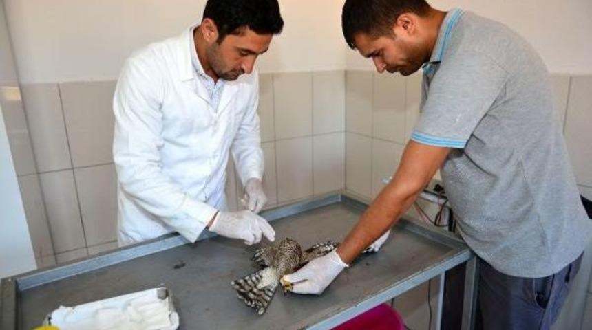 Silahla Vurulan Atmacaya Tedavi