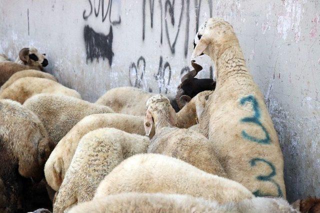 ’acemi Kasap Timi’ Göreve Hazır