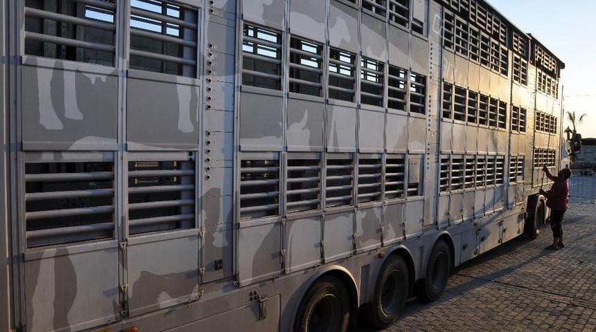 Hayvan Nakillerinde 5 Yıldızlı Konfora Ulaşıldı