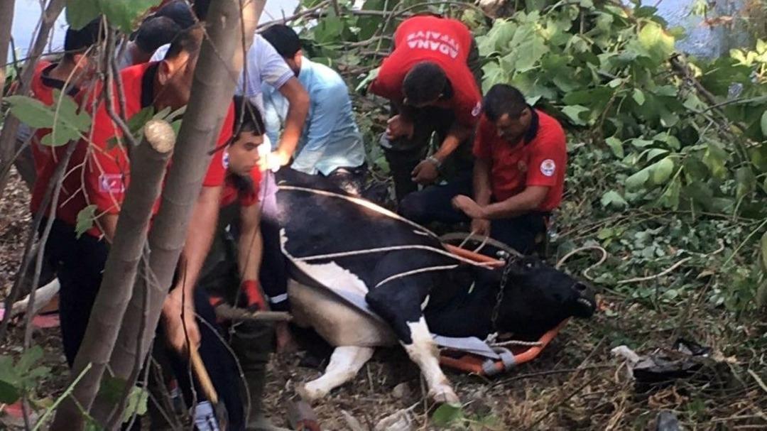 Nehir Yatağına D&uuml;şen İneği Can-kur Kurtardı