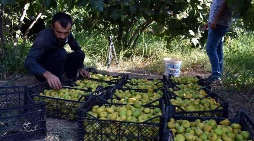 Derik'in 9 &Ccedil;eşit Inciri Tezgahlarda Yerini Aldı