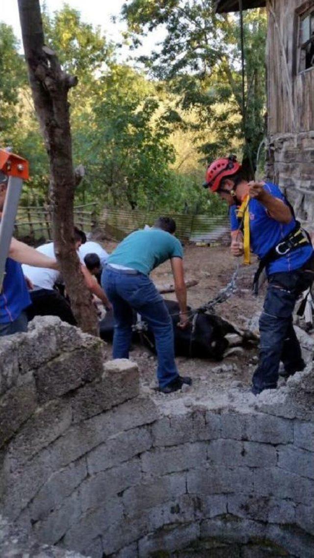 Bartın'da Kuyuya Düşen Inek Kurtarıldı