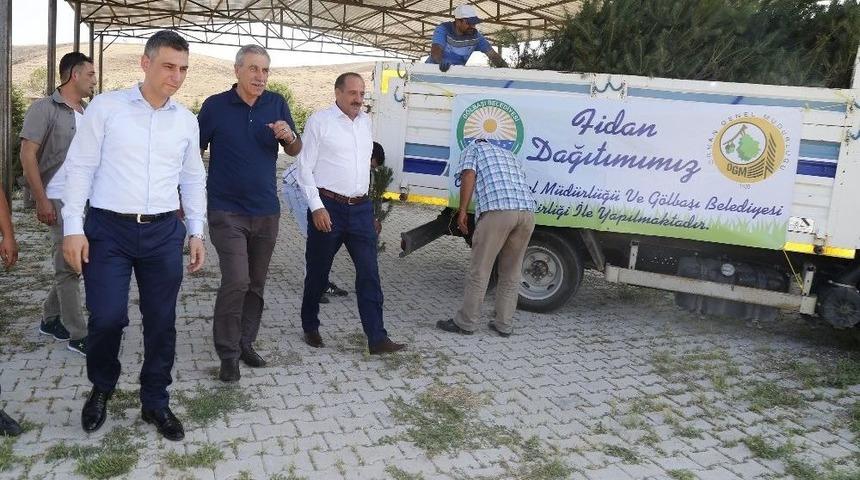 Gölbaşı’nda Bayram Öncesi 10 Bin Sarıçam Fidanı Dağıtılıyor