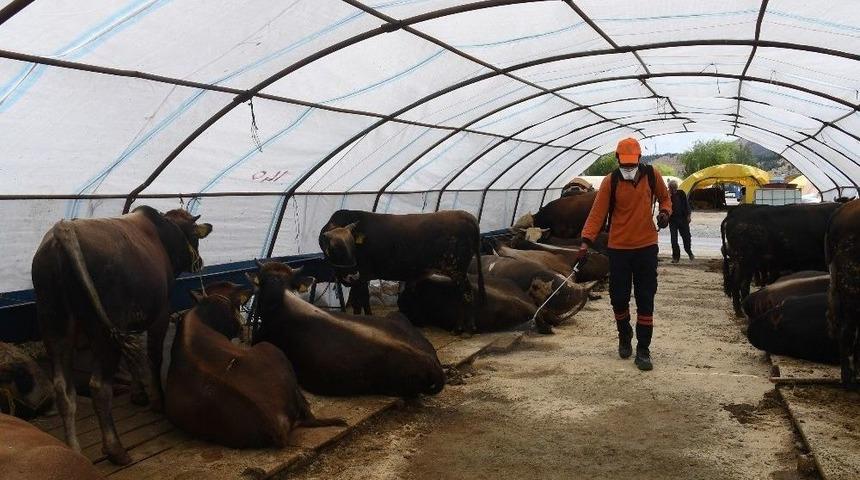 B&uuml;y&uuml;kşehir&rsquo;den Kurbanlık Alanlarında İla&ccedil;lama