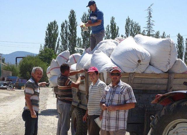 Hisarcıkta Haşhaş Kapsülü Alımlarına Başlandı