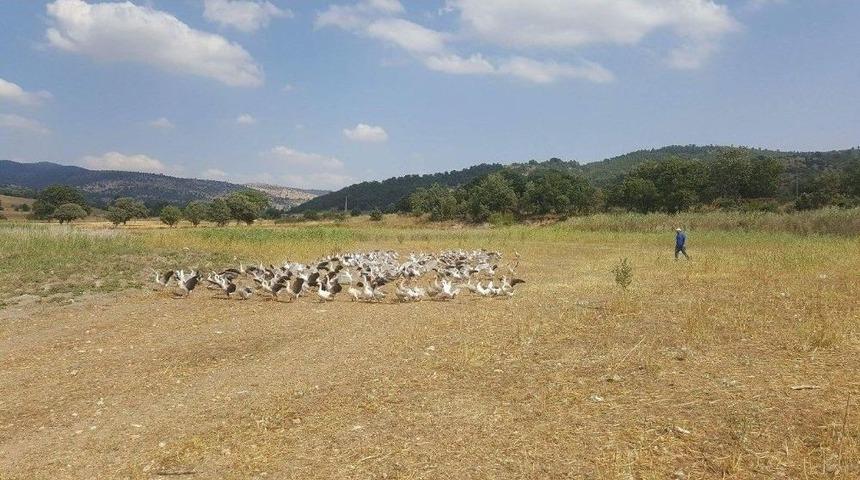 Kütahya’da Kaz Üreticiliği Hızla Artıyor