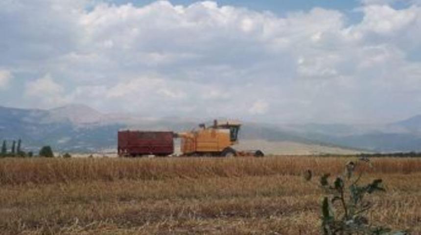 Şaphane&rsquo;de Rekor Hububat Hasatı