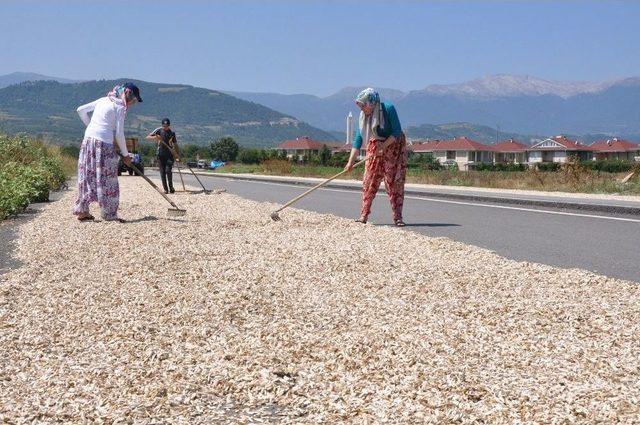 Ayçekirdeğini Kurutmak İçin Çevre Yolunu Kapattılar