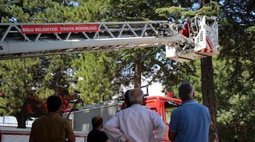 Ağa&ccedil;tan Kurtarılan Yavru Kedi Annesine Koştu