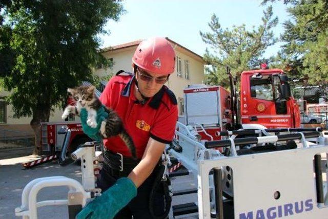 Ağaçtan Kurtarılan Yavru Kedi Annesine Koştu