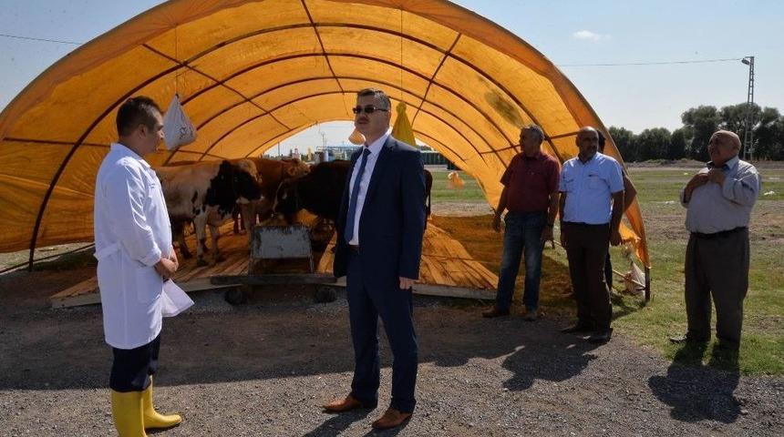 Tarım İl M&uuml;d&uuml;rl&uuml;ğ&uuml; Hayvan Pazarında Denetim Yaptı