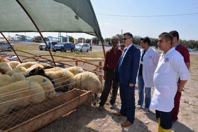 Tarım İl Müdürlüğü Hayvan Pazarında Denetim Yaptı