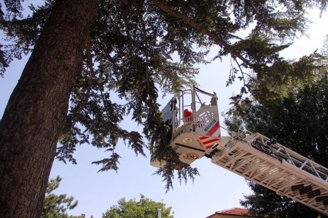 Ağa&ccedil;ta Mahsur Kalan Yavru Kedi Annesine Kavuştu