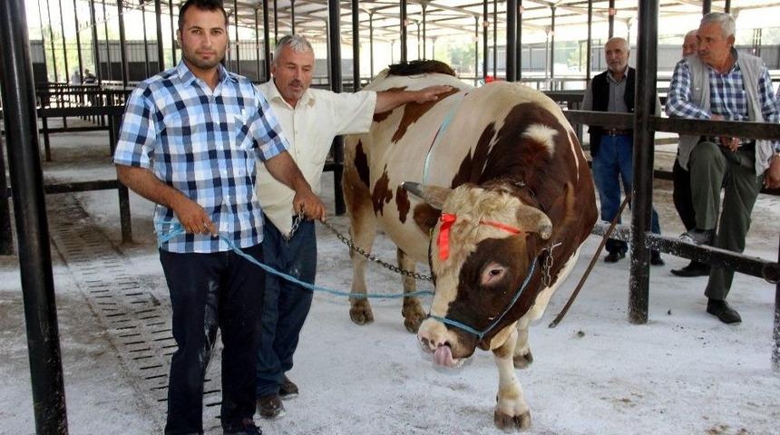 Bir Tonluk Kurbanlık İlgi G&ouml;r&uuml;yor