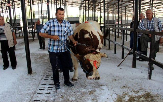 Bir Tonluk Kurbanlık İlgi Görüyor