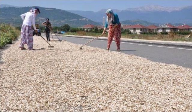 Ayçekirdeği Kurutmak Için Çevreyolunu Birer Şeridini Kapattılar