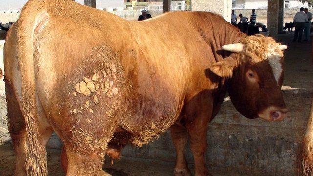 Mardin’de Kurbanlıklar Görücüye Çıktı