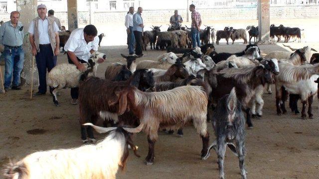 Mardin’de Kurbanlıklar Görücüye Çıktı