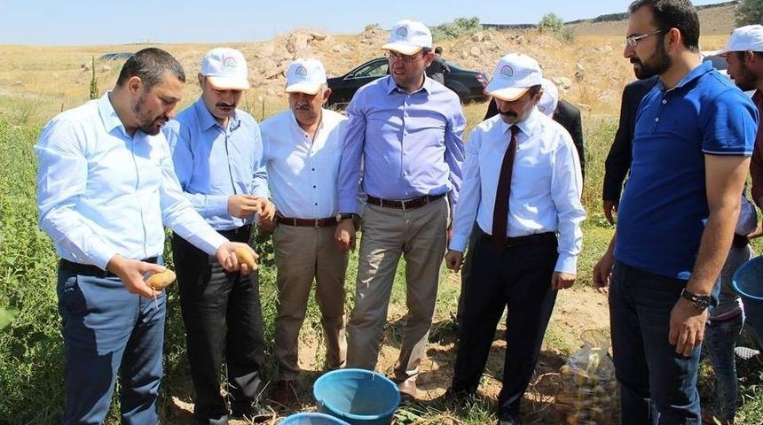 Nevşehir&rsquo;de Patates Hasadı Başladı