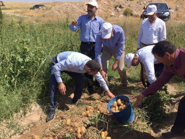 Nevşehir’de Patates Hasadı Başladı