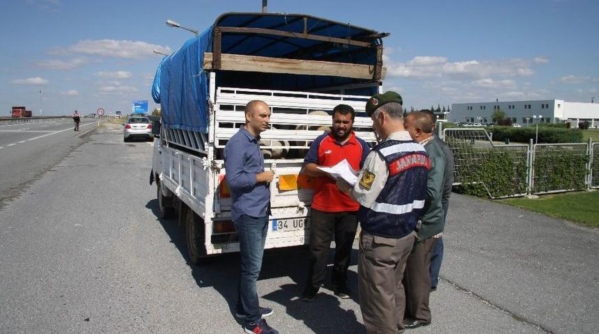 Kırklareli&rsquo;de Kurbanlık Sevkiyatı Denetimleri