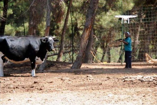 Kaçan Kurbanlıklar, Drone Ile Belirlenip Yakalanacak