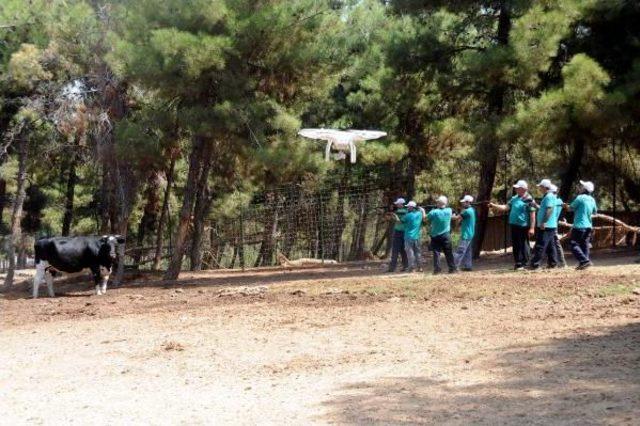 Kaçan Kurbanlıklar, Drone Ile Belirlenip Yakalanacak