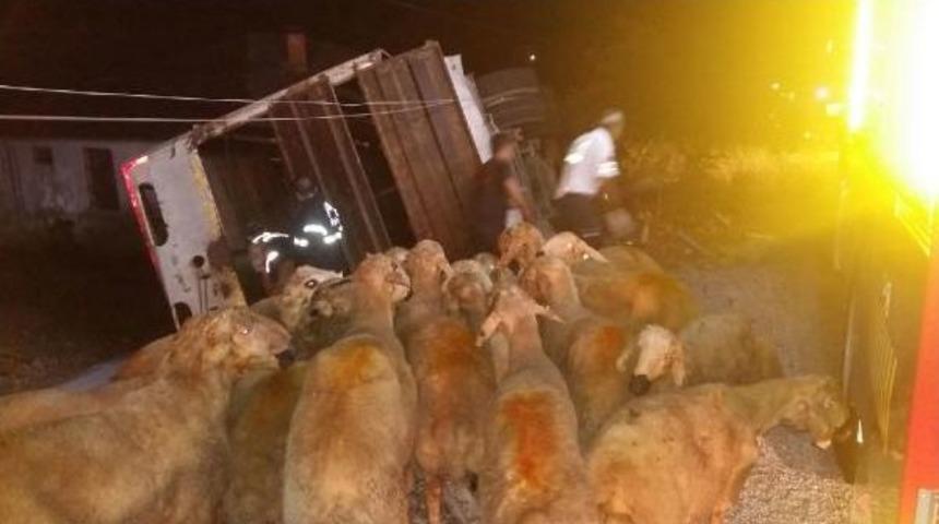 Kurbanlık Taşıyan Kamyon Devrildi: 1 &Ouml;l&uuml;, 1 Yaralı