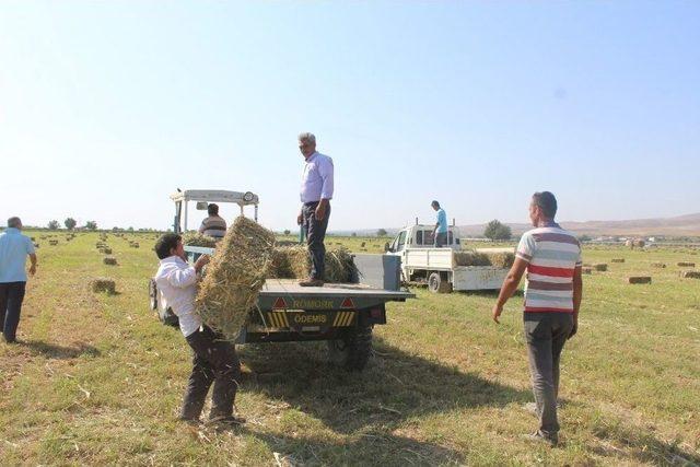 Alaşehir Belediyesi’nden Hayvan Üreticilerine Destek