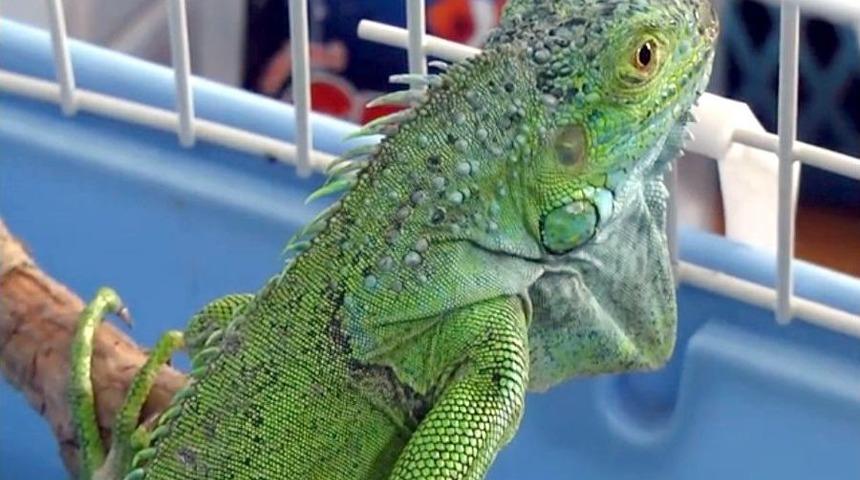 İnşaatta Bulunan İguana Koruma Altına Alındı