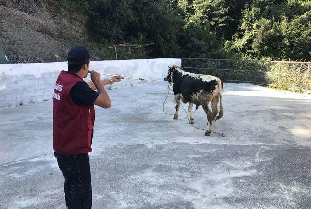 Kdz. Ereğli Belediyesi’nden Kurban Yakalama Timi