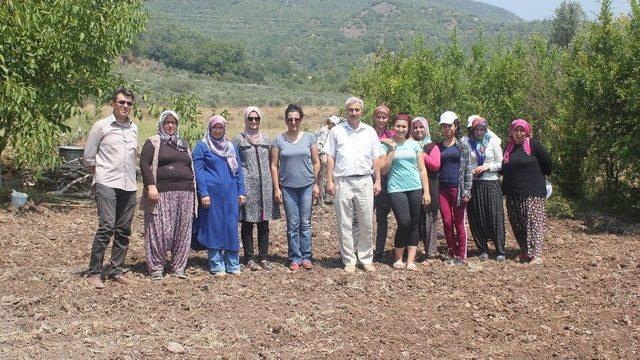 Osmaniye’de Kadınlar Safran Yetiştiriyor