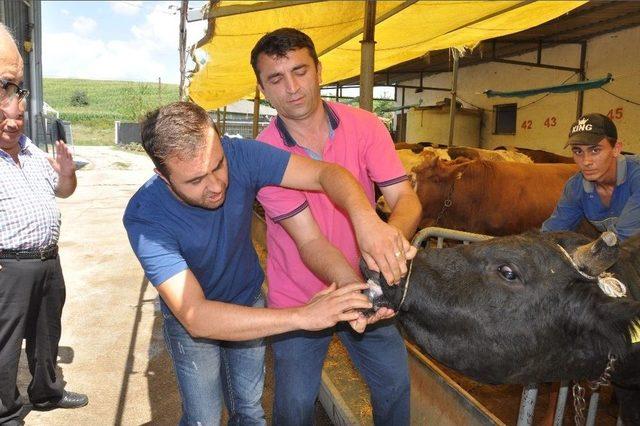 Kartepe’de Kurban Bayramı Denetimi Hızlandı