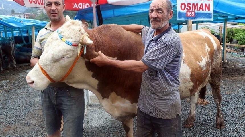 Rize&rsquo;de Bir Tonluk "cengaver" G&ouml;r&uuml;c&uuml;ye &Ccedil;ıkar &Ccedil;ıkmaz Satıldı