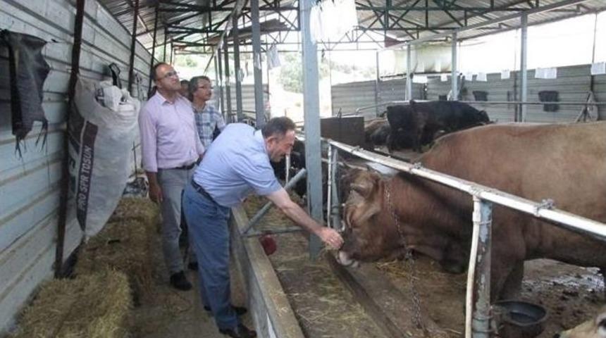 İl Gıda Tarım Ve Hayvancılık M&uuml;d&uuml;r&uuml; Yıldız&rsquo;dan Kurbanlık Uyarısı