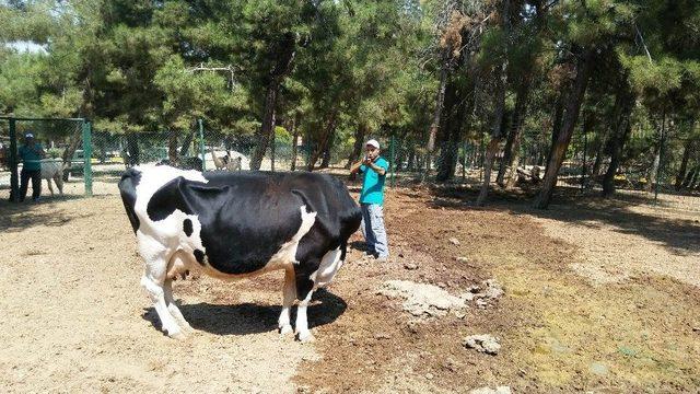 Gaziantep’te Drone’li Kurban Yakalama Timi