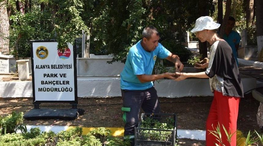 Alanya Belediyesi Mezarlıklarda 44 Bin 220 Adet &Uuml;cretsiz &Ccedil;i&ccedil;ek Dağıtacak