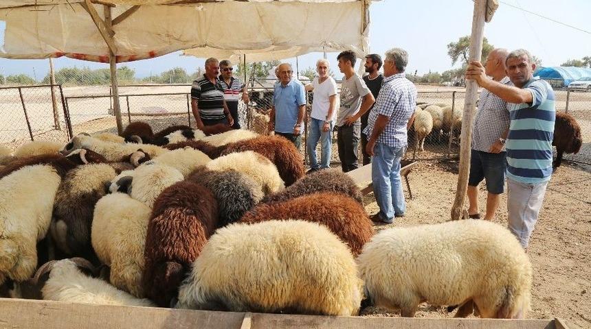 Mezitli Belediyesi Kurban Bayramı’na Hazır