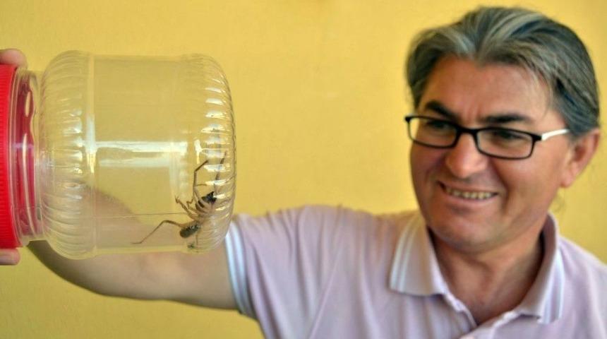 Konya&rsquo;da Etobur &Ouml;r&uuml;mcek &lsquo;sarıkız&rsquo; Tedirginliği