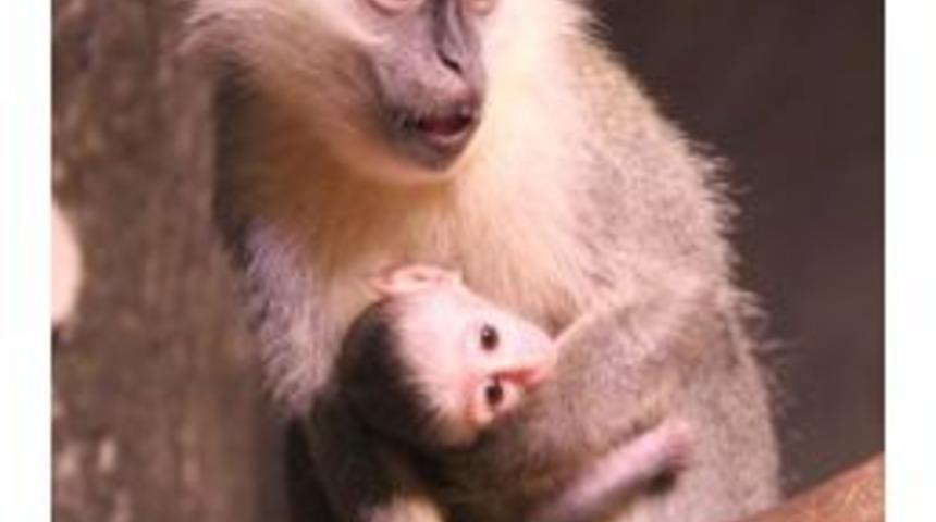 Yeni Doğum Yapan Vervet Maymunu Ziyaret&ccedil;ilerin G&ouml;zdesi Oldu