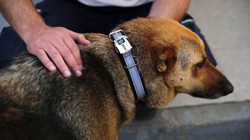 Sokak K&ouml;peklerine &rsquo;reflekt&ouml;rl&uuml; Tasma&rsquo; Takıldı